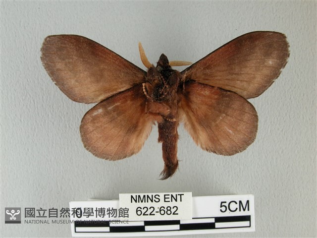 隱波紋枯葉蛾藏品圖，第2張