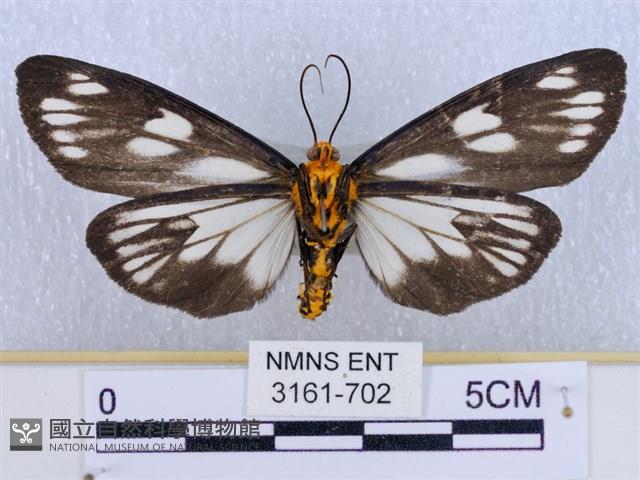 巨網燈蛾藏品圖，第2張