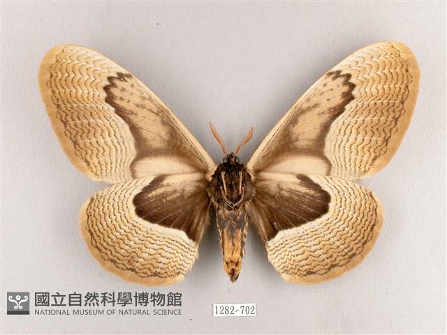 枯球籮紋蛾藏品圖，第2張