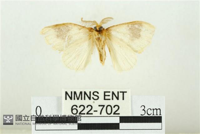 寬紋黃毒蛾藏品圖，第2張