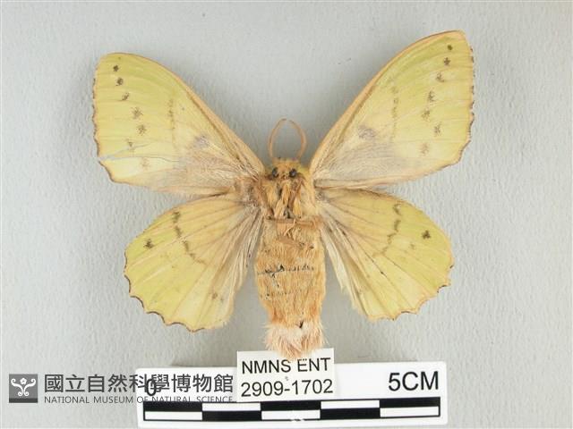 青枯葉蛾藏品圖，第2張