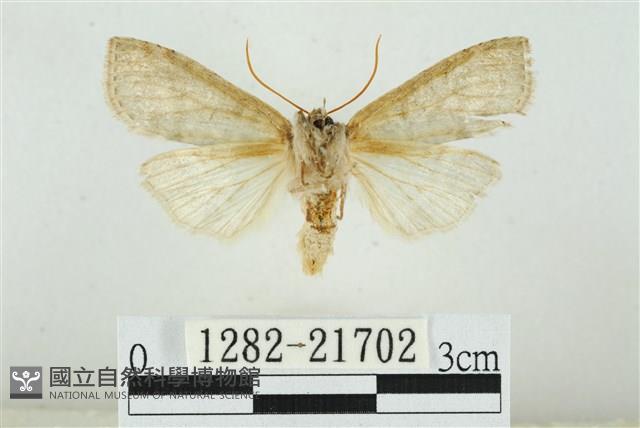 臺圓波紋蛾藏品圖，第2張