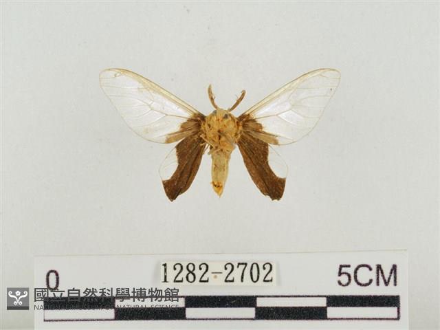 榕透翅毒蛾藏品圖，第2張