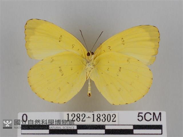 亮色黃蝶藏品圖，第2張