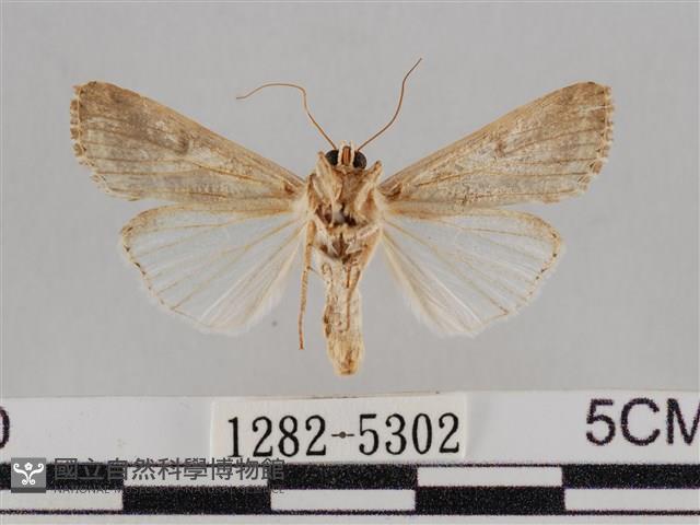 斜紋夜盜蛾藏品圖，第2張