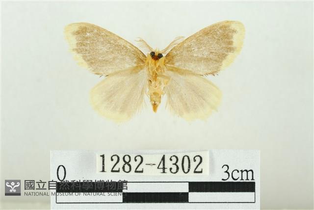黑翅黃毒蛾藏品圖，第2張
