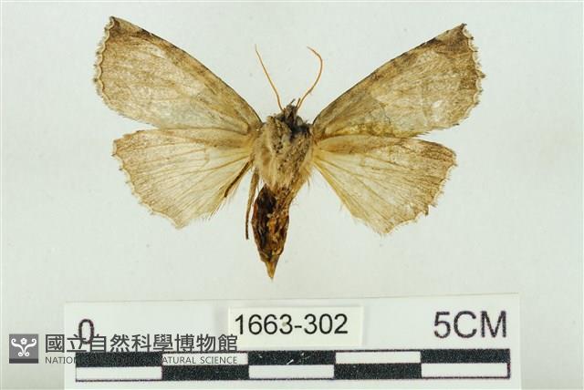 基黑新波紋蛾藏品圖，第2張