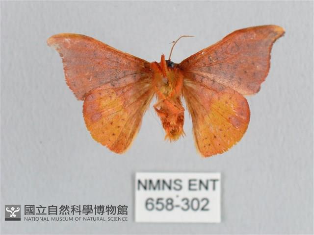 銀端帶鉤蛾藏品圖，第2張