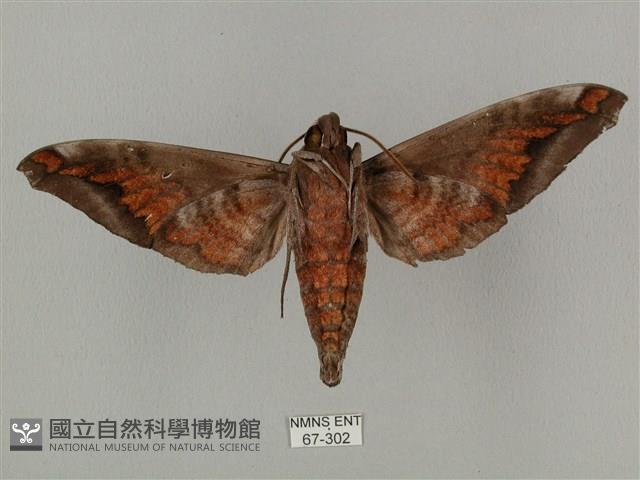 全緣缺角天蛾藏品圖，第2張