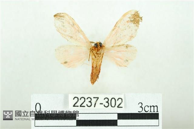 三條橙燈蛾藏品圖，第2張