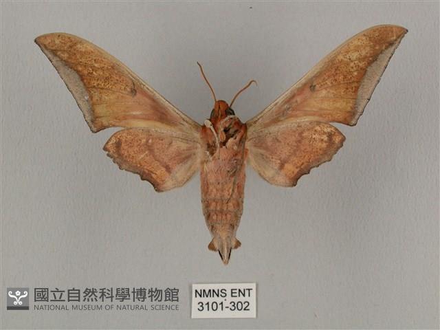 黑帶鷹翅天蛾藏品圖，第2張