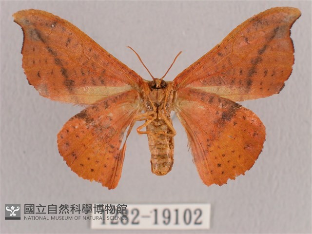 銀端帶鉤蛾藏品圖，第2張