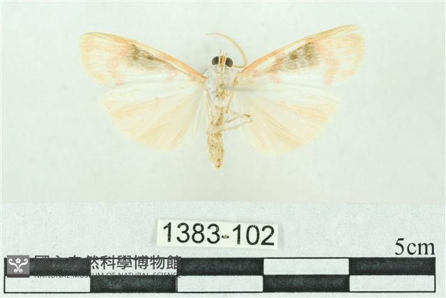 臺雪苔蛾藏品圖，第2張