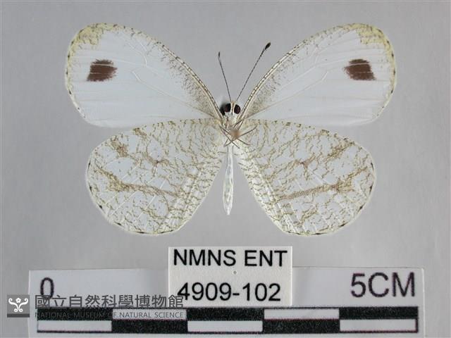 纖粉蝶、黑點粉蝶藏品圖，第2張