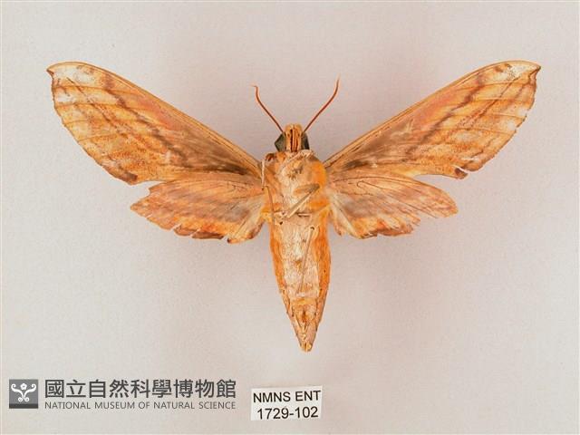 綠背斜紋天蛾藏品圖，第2張