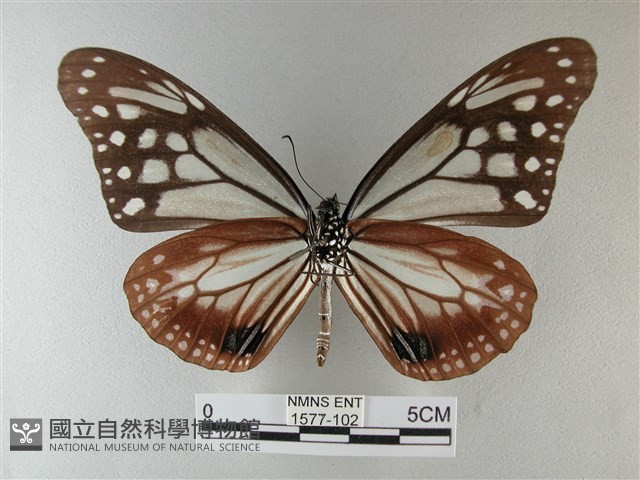 大絹斑蝶藏品圖，第2張