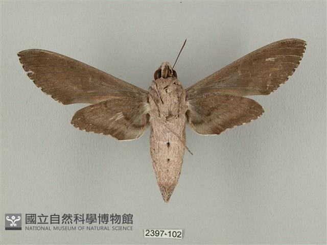 蝦殼天蛾藏品圖，第2張