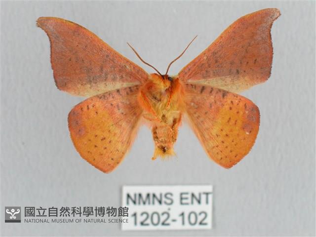 銀端帶鉤蛾藏品圖，第2張