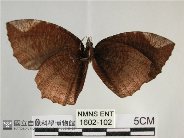 藍紋鋸眼蝶藏品圖，第2張