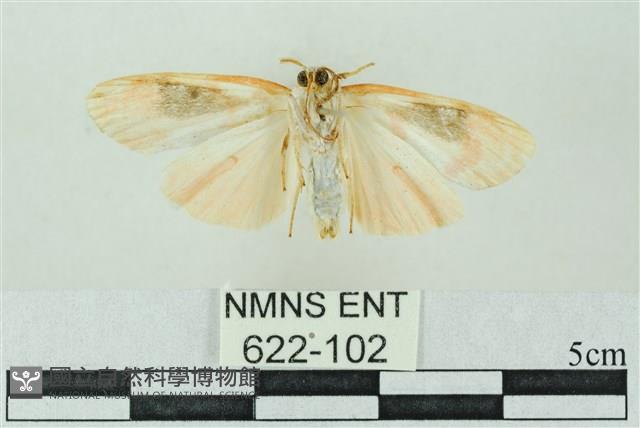 臺雪苔蛾藏品圖，第2張