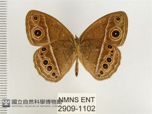 淺色眉眼蝶藏品圖，第2張