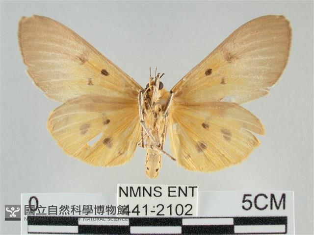 一點擬燈蛾藏品圖，第2張