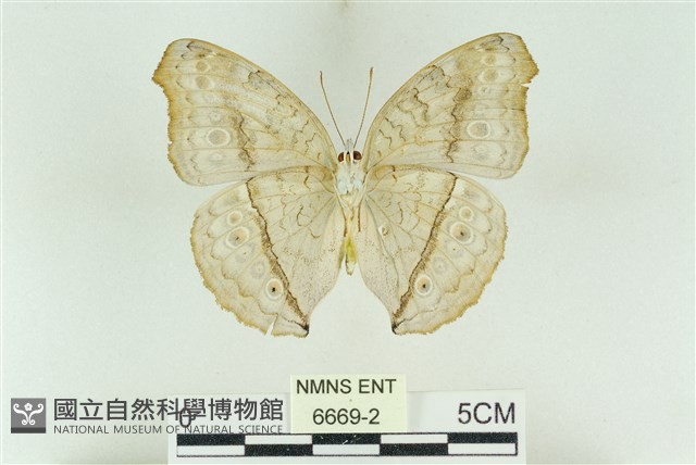 波紋眼蛺蝶藏品圖，第2張