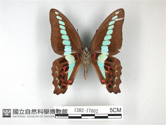 青帶鳳蝶藏品圖，第2張