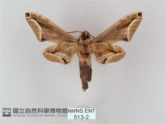 白點天蛾 藏品圖，第2張