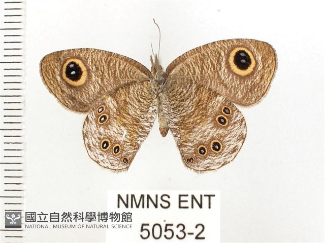 大藏波眼蝶藏品圖，第2張