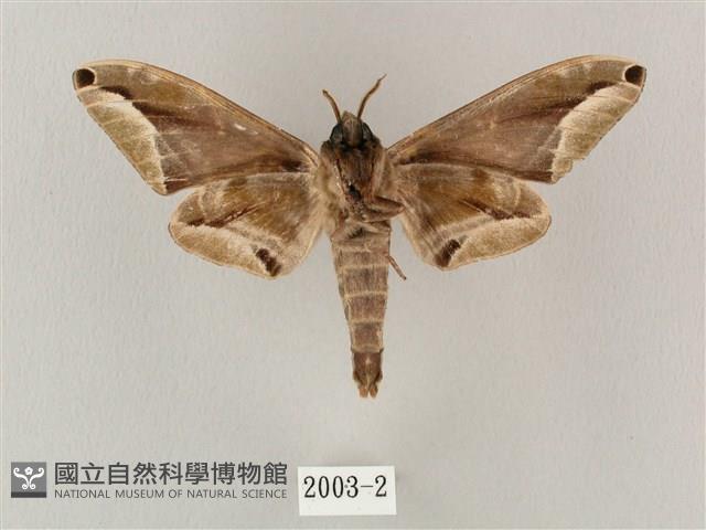 白點天蛾 藏品圖，第2張