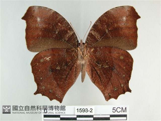 森林暮眼蝶、黑樹蔭蝶藏品圖，第2張