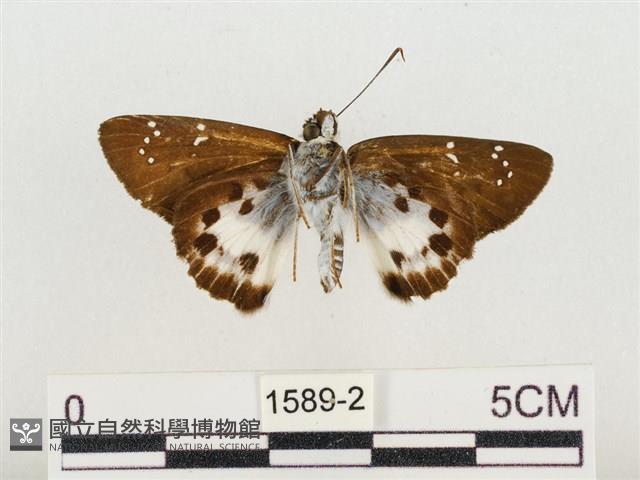 白裙弄蝶藏品圖，第2張