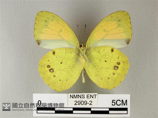 異粉蝶、雌白黃蝶藏品圖，第2張