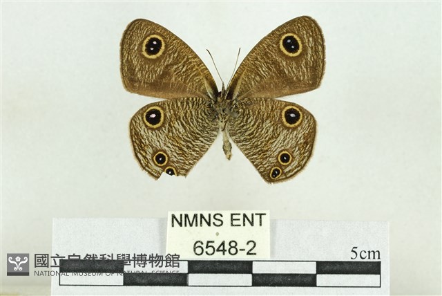 文龍波眼蝶藏品圖，第2張