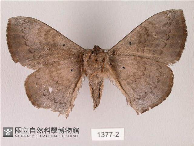 蓬萊灰紋帶蛾藏品圖，第2張