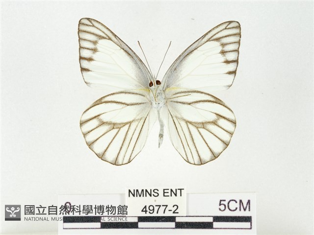 鑲邊尖粉蝶藏品圖，第2張