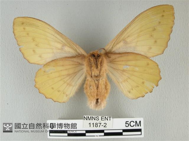 青枯葉蛾藏品圖，第2張