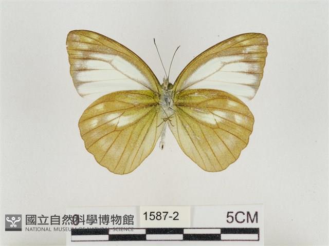 淡褐脈粉蝶藏品圖，第2張