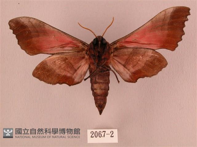 桃紅六點天蛾藏品圖，第2張