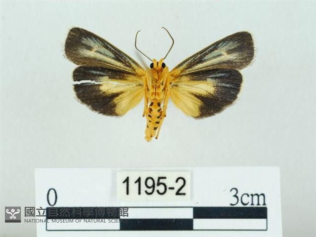 黃肩奇蛾藏品圖，第2張