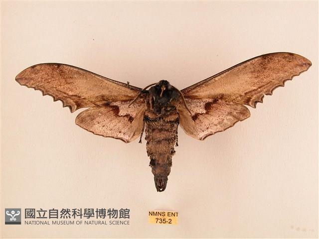 臺灣鋸翅天蛾藏品圖，第2張