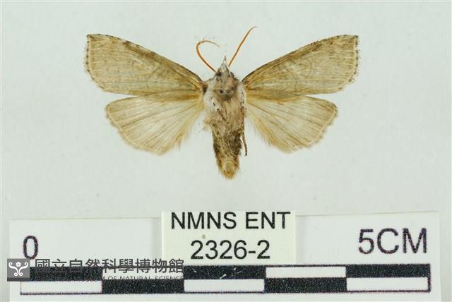 帶波紋蛾藏品圖，第2張