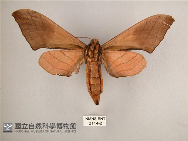 直翅六點天蛾藏品圖，第2張