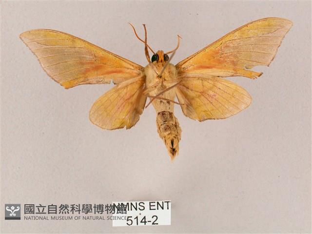 榆綠天蛾藏品圖，第2張