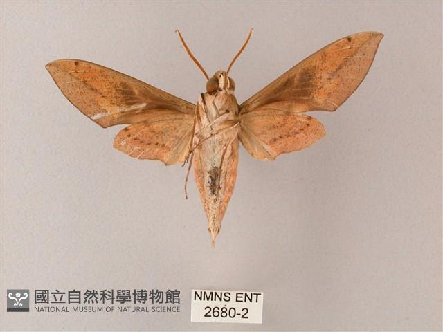 藏斜紋天蛾藏品圖，第2張