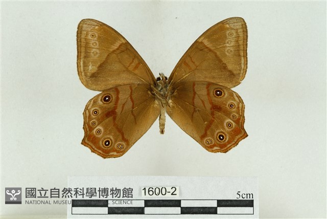 深山黛眼蝶藏品圖，第2張