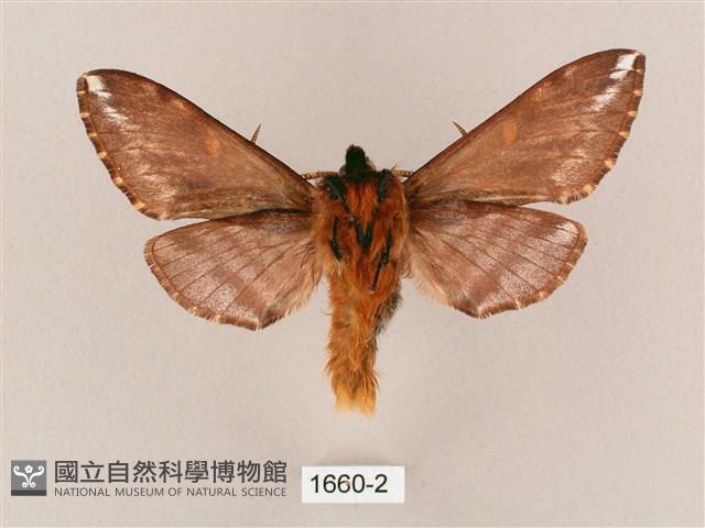 井上氏絨毛天蛾藏品圖，第2張