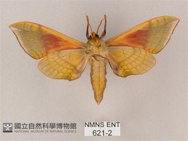 榆綠天蛾藏品圖，第2張