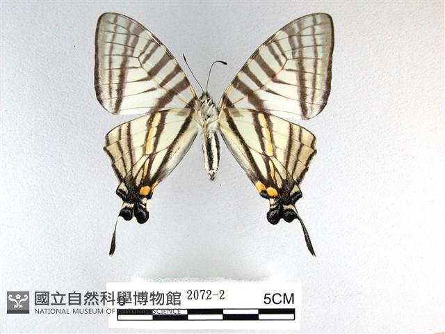 劍鳳蝶藏品圖，第2張